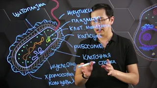 Особенности структуры и функции клеток бактерий, грибов. 10 класс.