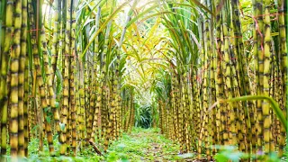 How USA Farmers Grow and Harvest Billions Tons of Sugarcane to make Sugar - Sugar Factory Process