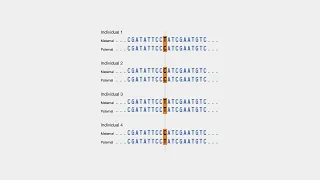 Unraveling the Genetic Code: Exploring Single Nucleotide Polymorphisms (SNPs)