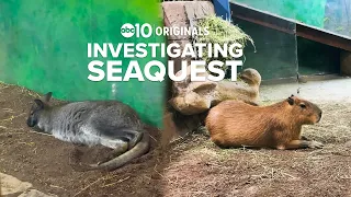 Investigating SeaQuest | ABC10 Originals