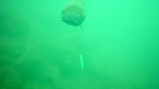 Lake Erie Underwater Trolling Footage