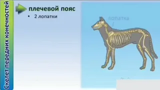 Скелет и мускулатура млекопитающих