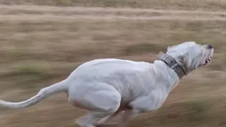 DOGO ARGENTINO RUNNING @HikingDogoOutdoor