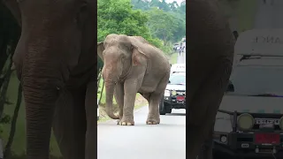 พี่เดี่ยวหลับ โชว์จัดเต็ม #wildlife #เขาใหญ่ #nature #elephant #ช้างป่า #ท่องเที่ยว #animals