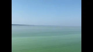 Как зеленеет Горьковское море в августе 27.08.22