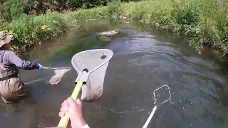 Electrofishing Pristine Trout Stream