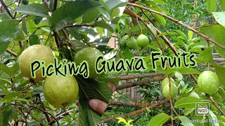 Vlog #11: Picking Guava Fruits