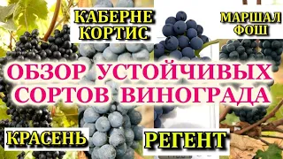 КРАСНЫЕ ВИННЫЕ СОРТА КОТОРЫЕ ВЫДЕРЖАТ ВСЕ!