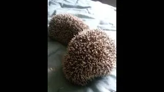 Hedgehog sounds