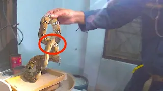 Angry Python Found in Man's KITCHEN!