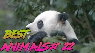 Best Animals Coub #22 | Лучшие кубы с животными №22 (Июнь 2019)