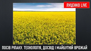 Посів ріпаку. Технологія, досвід і майбутній врожай. #фермер #сільськегосподарство #ріпак #notill