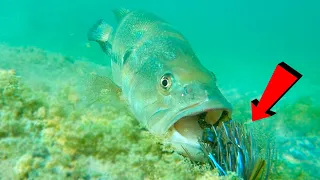 How Fish React To Different Jigs!!! Underwater Bite Footage!!