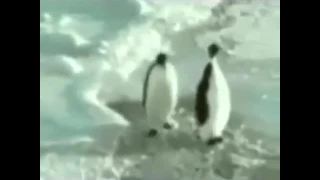 Lustige Pinguine 😂😂😎