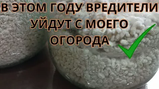 Размножение биопрепарата на основе гриба Боверия Басси на перловке в домашних условиях.#боверия