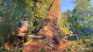 THE DIFFICULTY OF FELLING HIGH AND SLICED TREMBESI TREES ‼️#stihl#ms660#070shake