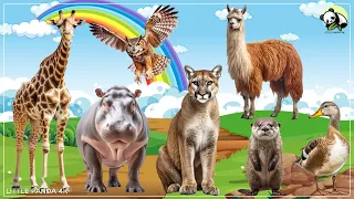 Lovely Animal Sounds: Llama, Giraffe, Owl, Hippo, Puma, Otter, Duck - Animals Moment