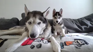 Husky Puppy and Dad's First Few Months Together!