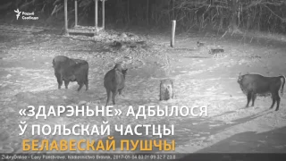 У Белавескай пушчы ваўкі напалі на зуброў | Нападение волков на зубров