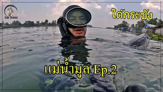 ดำน้ำยิงปลาใต้กระชัง แม่น้ำมูล อุบล EP.2