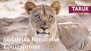 Südafrika-Rundreise: Königsprotee – Ganz Südafrika von Johannesburg bis Kapstadt | Filmbuch