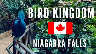 Bird Kingdom | The World's Largest Free - Flying Indoor Aviary