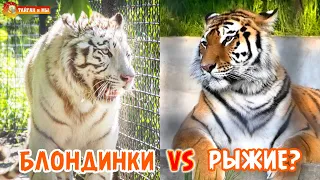 САМЫЕ КРАСИВЫЕ - БЛОНДИНКИ? Сложная жизнь ТИГРА! Тайган. Tiger life in Taigan.