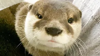 アティ様は寝不足になるとこうなります。 [Otter life Day 459]【カワウソアティとにゃん先輩】