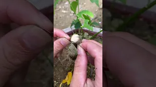 How to graft hibiscus flowers  #shorts