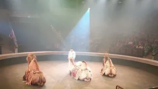 Итальянский цирк В Саратове 2024 Верблюды