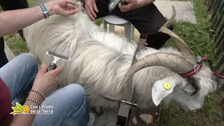 Per raccogliere il cashmere pettiniamo Berto