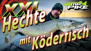 XXL Hechte mit Köderfisch | Hechtangeln vom Ufer | Deadbaiting Spezial