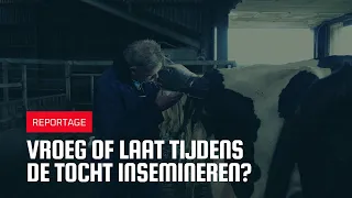 Vroeg of laat tijdens de tocht insemineren?