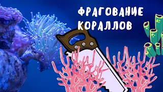 Часть 19 Фрагование кораллов