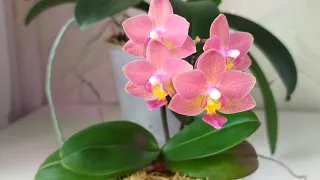 Миниатюрная Орхидея 🌸 - первое домашнее цветение 😍🌺