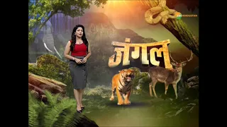 JUNGLE' गिरगिट ने दी सांपको घुड़की देखिये 'जंगल' में Zee Hindustan.