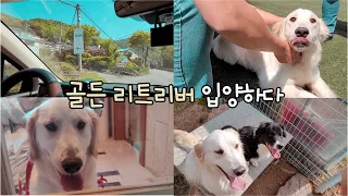 천사견 골든 리트리버 첫만남 / 골든 리트리버 입양/ 사지 말고 입양하세요❗❗ l Adoption of Golden Retriever