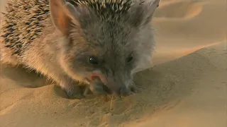 Porcupine Too Danger! Snake Risked Their Lives When Hunting Porcupine | 1001 Animals