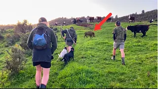 Comp Day Boar // NZ Pig Hunting