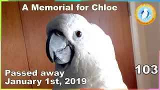 A Memorial For Chloe | Ep.103: My First Bird Died | Cockatude: Cockatoos with Attitude