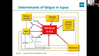 Lupus and Fatigue: What You Should Know (HSS)