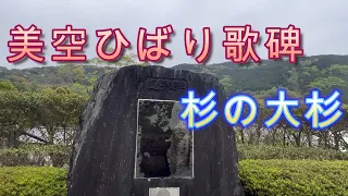 美空ひばり歌碑と杉の大杉