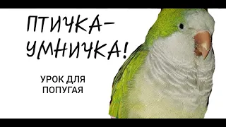 ПТИЧКА - УМНИЧКА!  УРОК ДЛЯ ОБУЧЕНИЯ ПОПУГАЯ ГОВОРИТЬ.