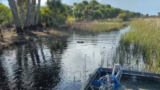 Airboat Ride Through the Florida Swamp