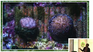 The Importance of Our Coral Reefs, and What YOU Can Do To Keep Them Safe! - The Reef Institute