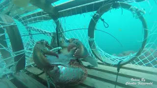 Lobster fishing May 2016