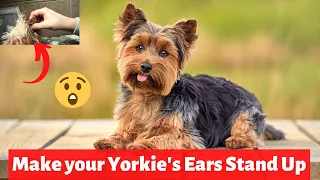 How to Get your Yorkie's Ears to Stand Up? 😲 (Finally Revealed)