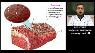 Лекция: Анатомия - Сенсорные системы организма. Органы осязания, обоняния и вкуса