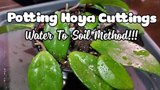 Potting Hoya Cuttings From Water To Soil | ROOTED IN ONLY 3 WEEKS!