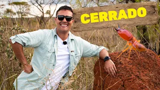 Cerrado | Biomas do Brasil | Ep.10